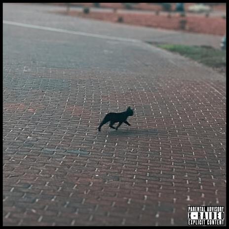 black cat theory | Boomplay Music