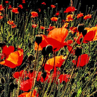 Les coquelicots