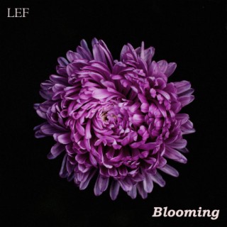 Blooming