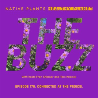 The Buzz - Connected at the Pedicel