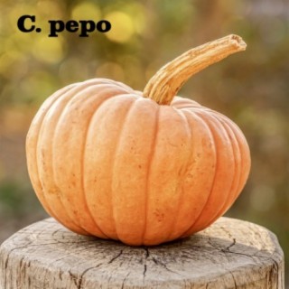 C. Pepo