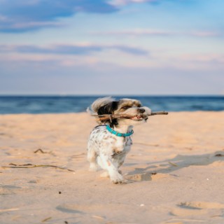 Puppy On A Beach