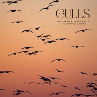 Gulls