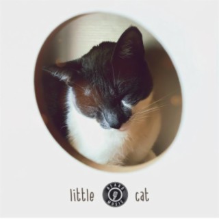 Little cat