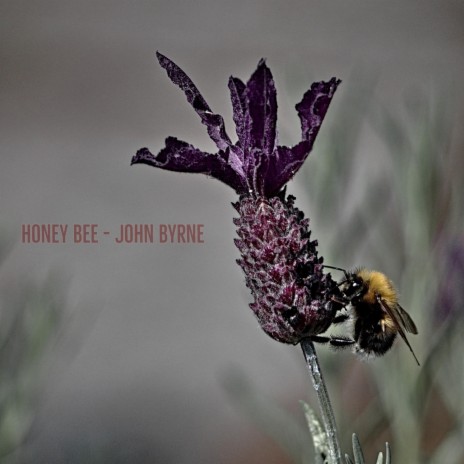 Honey Bee | Boomplay Music