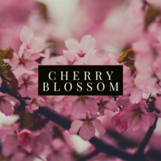 Cherry Blossom