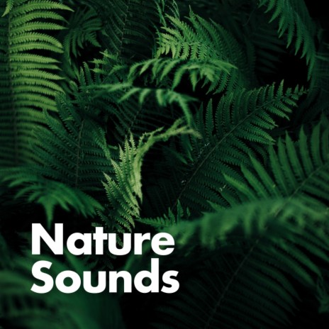 Nature Rain Sounds | Boomplay Music
