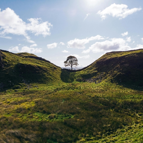 Circling the Sycamore Tree | Boomplay Music