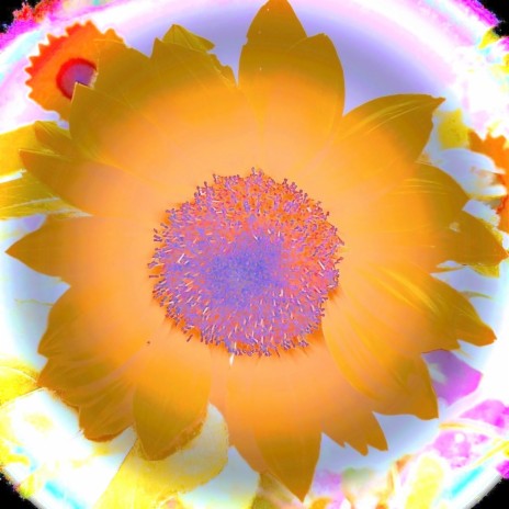 Sunflowerr