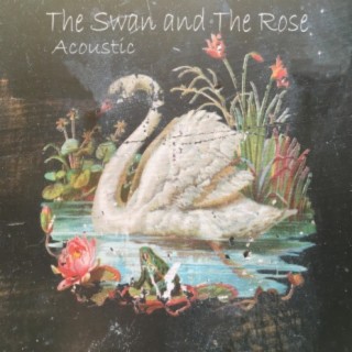 The Swan and The Rose Acoustic