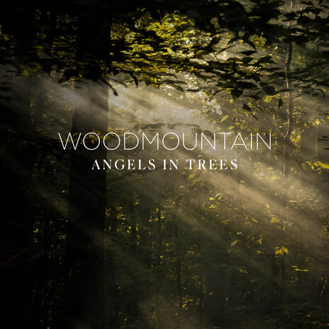 Angels in Trees | Boomplay Music