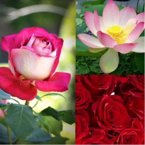 rose or lotus