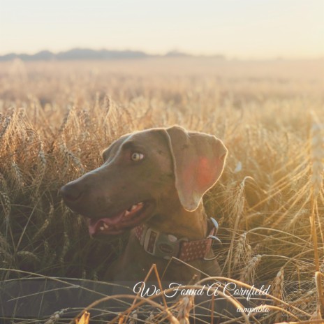 We Found A Cornfield | Boomplay Music