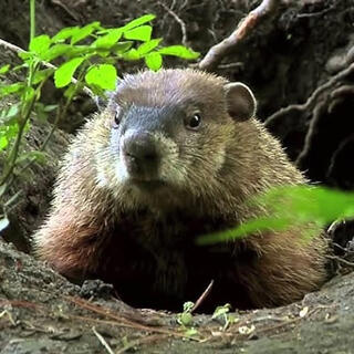 Woodchuck Chaos