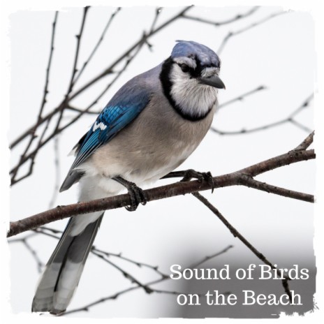 Sound of Birds on the Beach, Pt. 04 | Boomplay Music