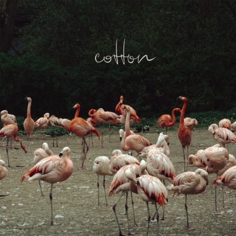 Cotton | Boomplay Music