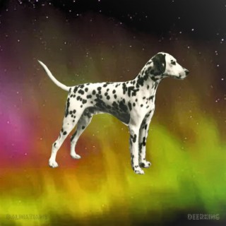 Dalmatians lyrics | Boomplay Music