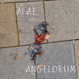 Alae Angelorum