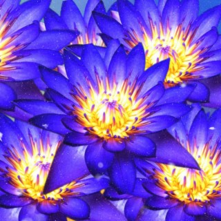 Blue Lotus