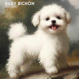 baby bichon