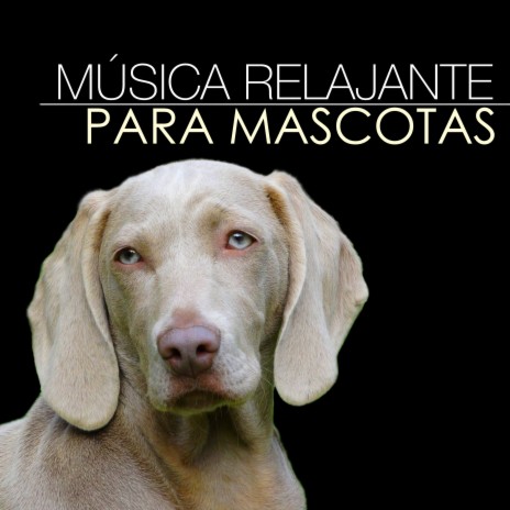Calmar mi - Música Relajante para Perros download | Calmar mi Perro - Relajante para Perros Lyrics | Boomplay Music
