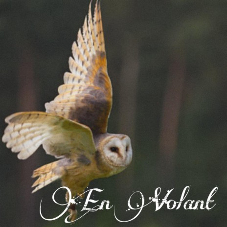 Barn Owls | Boomplay Music