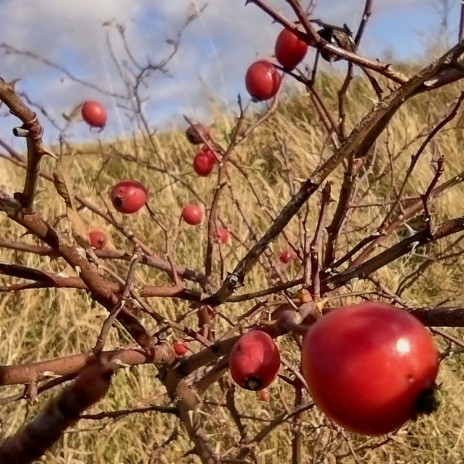 Autumn Harvest | Boomplay Music