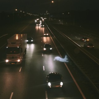 Rabbit On A Highway