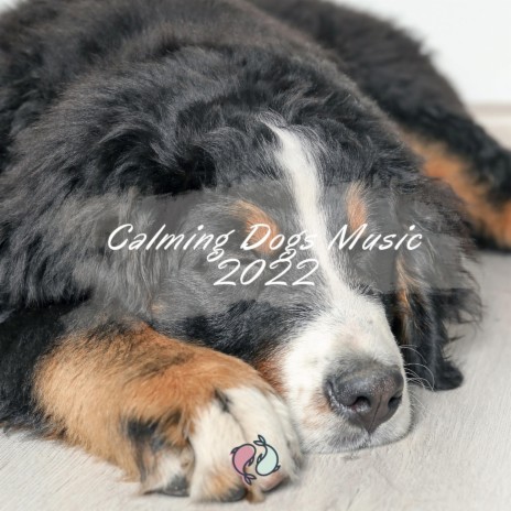 Calming Dogs Music (Rain and Piano) | Boomplay Music