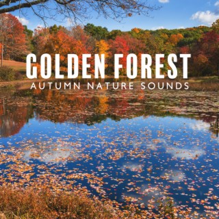 Golden Forest: Autumn Nature Sounds, Falling Leaves, Birds Singing, Water Flow, Sound of Night