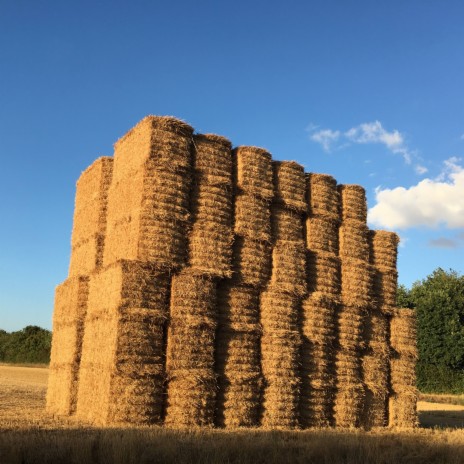 Children of the corn | Boomplay Music