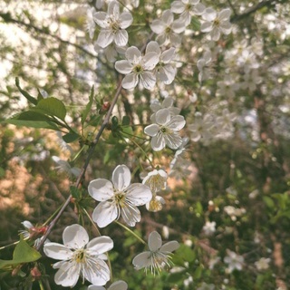 cherry blossoms