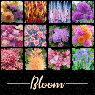 Bloom