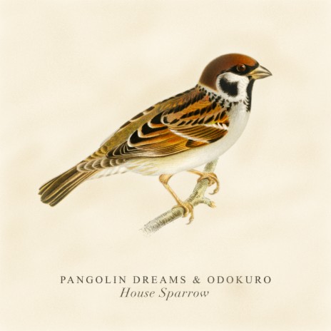 House Sparrow ft. Odokuro | Boomplay Music