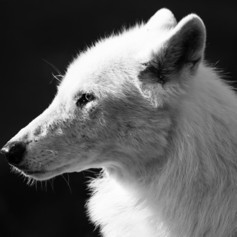 The White Wolf | Boomplay Music