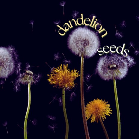 dandelion seeds