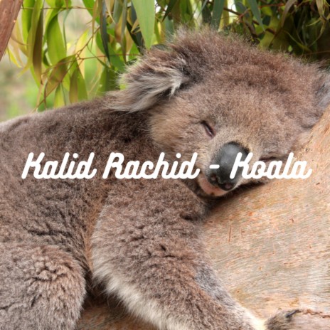 Koala | Boomplay Music
