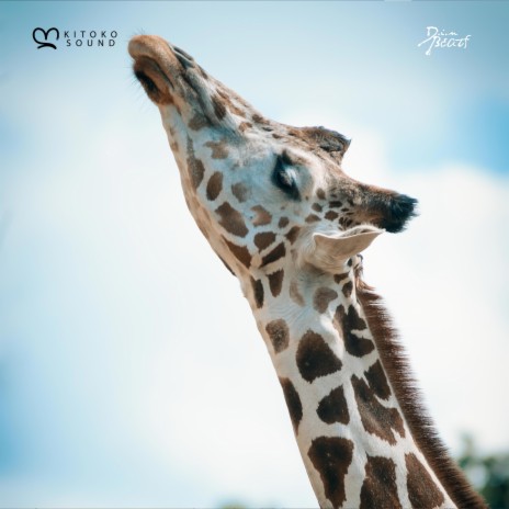 Giraffe ft. Kitoko Sound, African Lofi Girl, Arándano, Din BEATS & Kitoko Saxophone | Boomplay Music