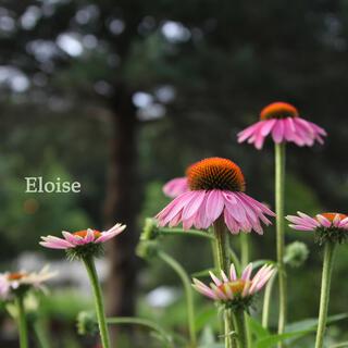 Eloise