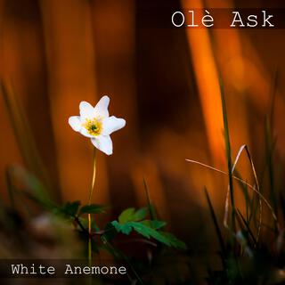 White Anemone