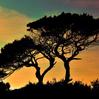 Serengeti Sunset