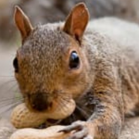 Squirrels | Boomplay Music