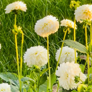 white dahlias