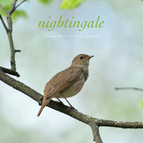 Nightingale ft. Denis Turbide | Boomplay Music