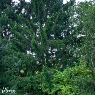 Tranquil Canopy