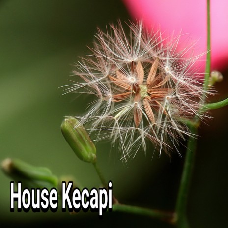 House Kecapi | Boomplay Music