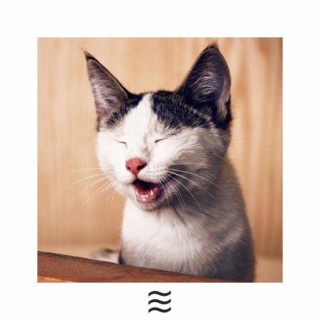 Sedate Soft Rain Sounds for Cats | Boomplay Music