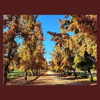 Hojas de Otoño