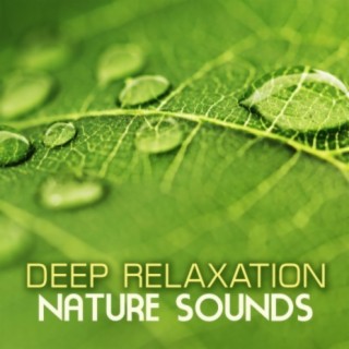 Deep Relaxation Nature Sounds: Switch Off with the Soothing Sound of New Age Music and Natural Noises for the Best Relaxation