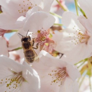 Cardi Bee